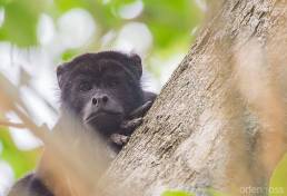 Black and Gold Howler (Alouatta caraya)