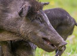 Feral Pig (Sus scrofa)