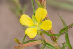 Ludwigia