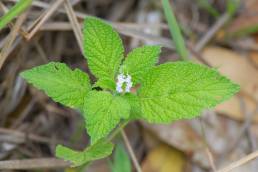 Heliotropium indicum