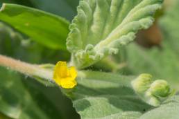 Pantanal plant (Waltheria)