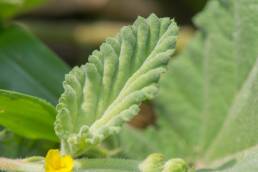 Pantanal plant (Waltheria)