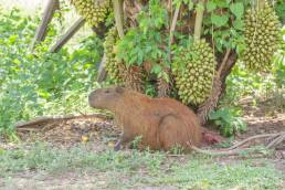 Capybara (Hydrochoerus hydrochaeris)