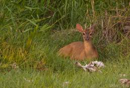 Gray Brocket (Mazama gouazoubira)