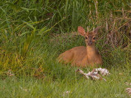 Gray Brocket (Mazama gouazoubira)