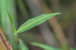 Commelina erecta