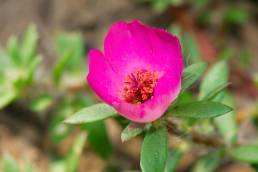 Portulaca cryptopetala