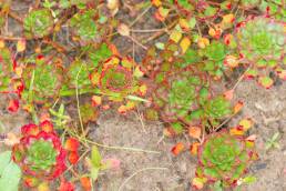 Mosaic flower (Ludwigia sedioides)