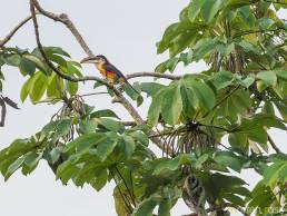 Curl-crested Aracari (Pteroglossus beauharnaesii)