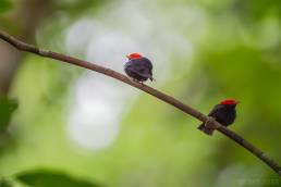 Red-headed Manakin (Pipra rubrocapilla)