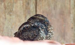 Blackish Nightjar (Caprimulgus nigrescens)