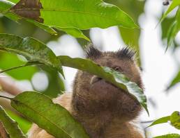 Tufted capuchin (Cebus apella)