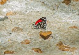 Clymena Eighty-eight (Diaethria clymena)