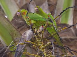 White-eyed Parakeet (Psittacara leucophthalmus)