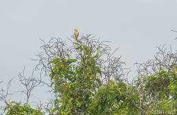 White-bellied Parrot (Pionites leucogaster)