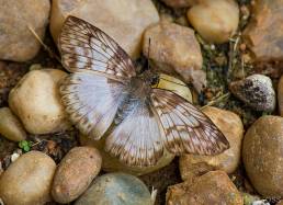 Common Mylon (Mylon maimon)