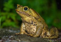 Yellow Cururu Toad (Rhinella icterica)