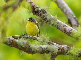 Yellow-lored Tody-Flycatcher (Todirostrum poliocephalum)