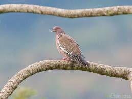 Picazuro Pigeon (Patagioenas picazuro)