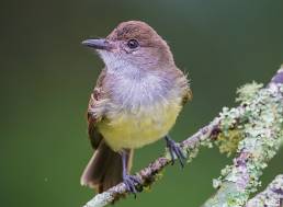 Short-crested Flycatcher (Myiarchus ferox)