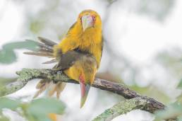 Saffron Toucanet (Pteroglossus bailloni)