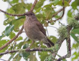 Pale-breasted Thrush (Turdus leucomelas)