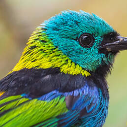 Green-headed Tanager (Tangara seledon)