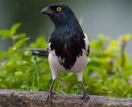 Magpie Tanager (Cissopis leverianus)