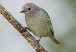 Sayaca Tanager (Thraupis sayaca)