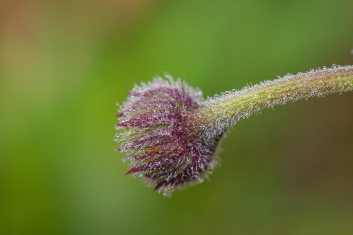 Leptostelma camposportoi