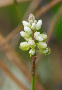 Polygala sp