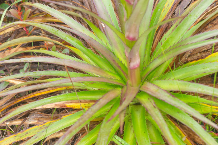 Eryngium glaziovianum