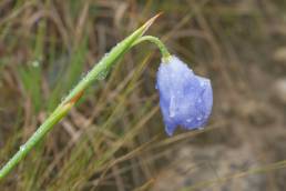 Gelasine coerulea