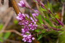 Polygala brasiliensis