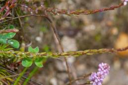 Polygala brasiliensis