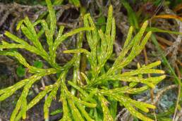 Lycopodium thyoides