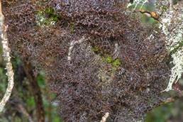 Itatiaia lichen 03