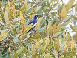 Diademed Tanager (Stephanophorus diadematus)