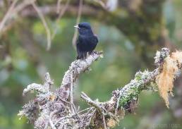 Blue-billed Black Tyrant (Knipolegus cyanirostris)