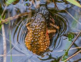 Maldonada Redbelly Toad (Melanophryniscus moreirae)