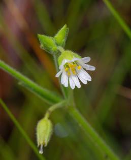 Itatiaia plant 26 (Cerastium)