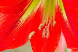 Hippeastrum morelianum