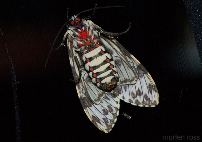 Itatiaia lepidoptera 03