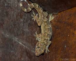 Itatiaia Gecko 01