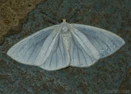 Itatiaia lepidoptera 16