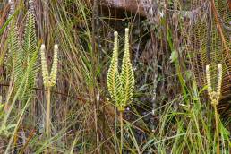 Forked Fern (Gleicheniaceae)