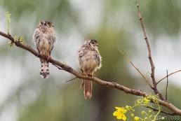 American Kestrel (Falco sparverius)