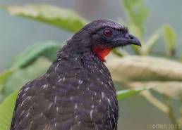 Dusky-legged Guan (Penelope obscura)