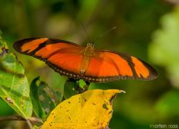 Julia (Dryas iulia)