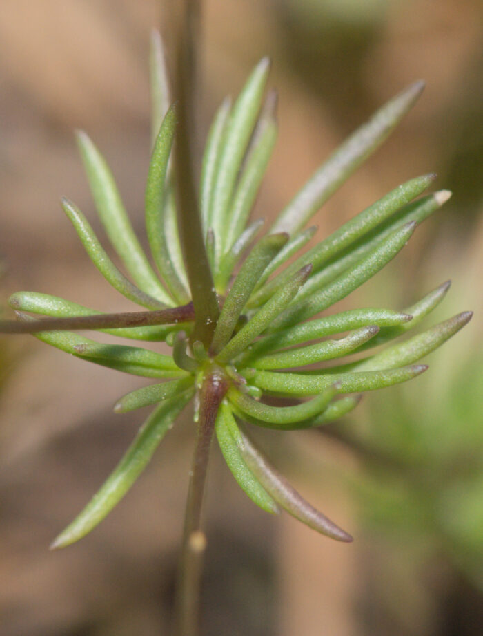 Vårbendel (Spergula morisonii)